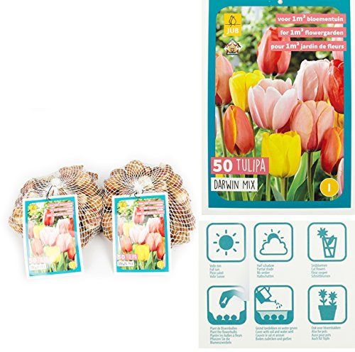 Prächtige Tulpen Mischung 100 Blumenzwiebeln Gr.11/12