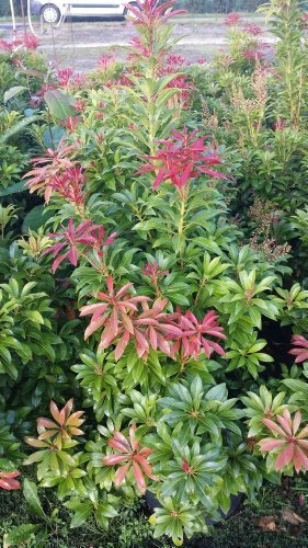 Schattenglöckchen Pieris japonica Mountain Fire 40-50 cm hoch im 5 Liter Pflanzcontainer