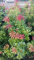 Schattenglöckchen Pieris japonica Mountain Fire 40-50 cm hoch im 5 Liter Pflanzcontainer