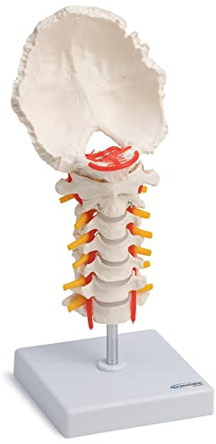 Cranstein A-320 Halswirbelsäule Modell | mit Spinalnerven und Vertebralarterien