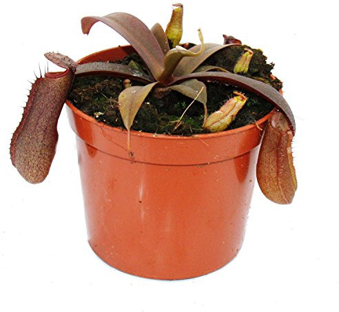 Exotenherz - Rotblättrige Kannenpflanze - Nepenthes - 9cm