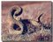 Wild Rattlesnake Desert Animal Art Print Poster (16 x 20)