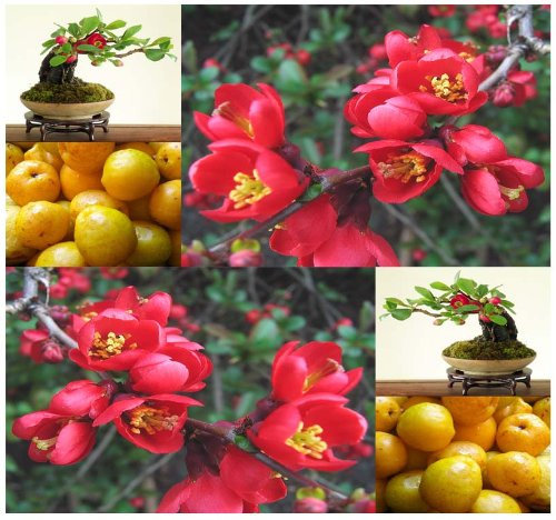 20 di fioritura mela cotogna, Chaenomeles japonica, semi di albero giapponesi (Hardy, fragrante) - Zone 4-9