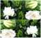 10 Cape Jasmin Strauch, Gardenia-Blumensamen ~ Auffälliges Duftende Blumen Evergreen