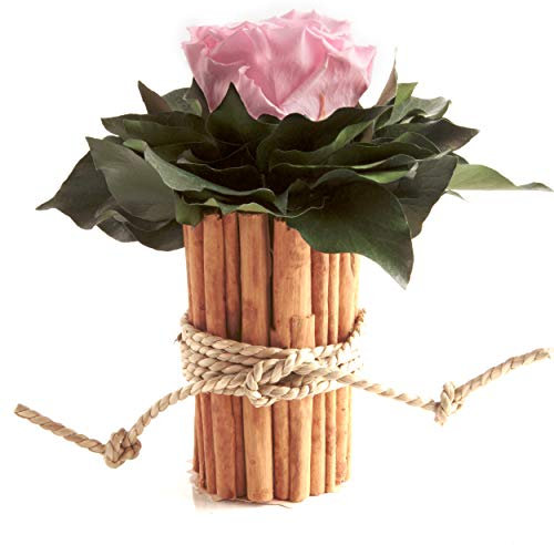 ROSEMARIE SCHULZ Heidelberg 1 Ewige Rose Rose Vase Zimtstangen unvergängliche Blume haltbar 3 Jahre (Rosa)