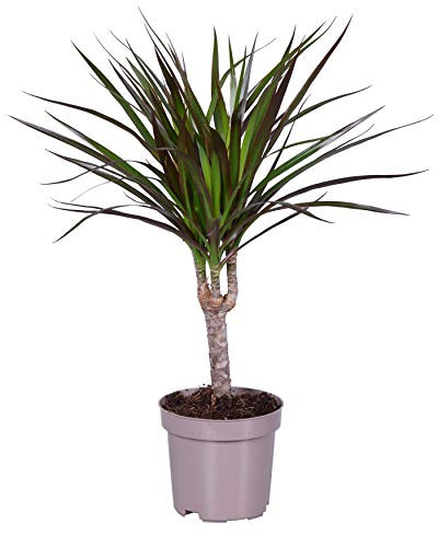 Dracaena Marginata 40-60 cm – Pflegeleichte Zimmerpflanze, Ideal für Wohnzimmer und Büro, Exotische Dekoration