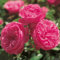 Rose 'Leonardo da Vinci®' - Beetrose rosa Blüten - Rosa Rose Pflanze Winterhart Halbschattig gesundes Laub - von Garten Schlüter - Pflanzen in Top Qualität