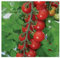 PREMIER SEEDS DIRECT - Tomato Cherry - Sweet Aperitif - 20 Finest Seeds
