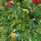 Muriva Tropical Bird Parrot Pattern Wallpaper Jungle Flower Leaves Vinyl L12304