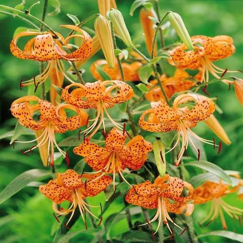 Tigerlilie Splendens - 3 blumenzwiebeln