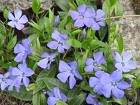 5x Vinca minor, Immergrün im Topf, 5 - 7 Triebe
