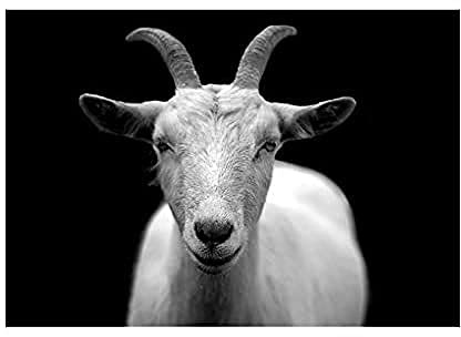 The Art Stop Photo Animal Goat Horn B&W Capricorn Framed Print F12X2702