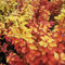 Gelbe Säulen-Berberitze 'Golden Torch'