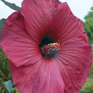 Big Red Dinner-Plate Hibiscus (15+ Seeds)