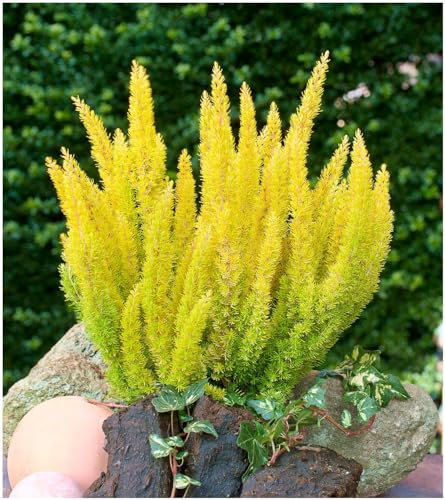 GrowOn Shrubs [x3] Heather Tree Heath Erica Arborea 'Alberts Gold' | Multi-Pack | Evergreen Shrubs | Outdoor Garden Ready Plants | Spring Flowering | White Flowers