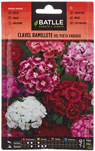Semillas Batlle - Clavel RAMILLETE del Poeta Vdo.