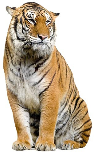 GRAZDesign Wandtattoo Tiger sitzend | Wandaufkleber Afrika | Wandsticker Deko Aufkleber 3d - 67x40cm