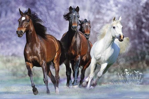 Pferde - Langrish, Running - Natur Poster Foto Pferde - Grösse 91,5x61 cm
