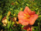 Chinesische Trompetenblume - Campsis Grandiflora - Kletterpflanze, schnellwachsend, reichblühend, 40-60 cm