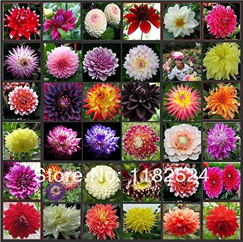 100pcs mehrfarbige Dahlie Samen Bonsai Blume Pflanze Samen