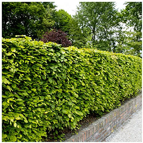 10 Green Beech Hedging Plants 1-2ft in a 1L Pots Fagus Sylvatica Trees 3fatpigs®