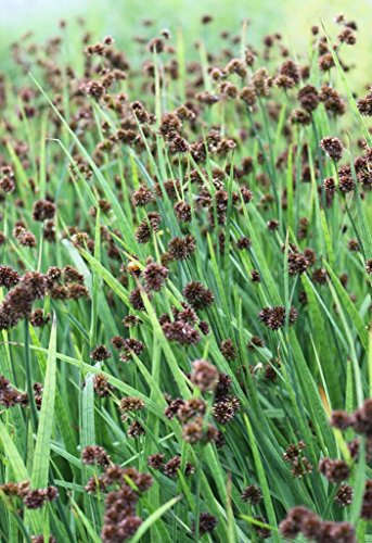 4er-Set im Gratis-Pflanzkorb - Juncus ensifolius - winterhart - Zwergbinse - schwertblättrige Binse - Wasserpflanzen Wolff