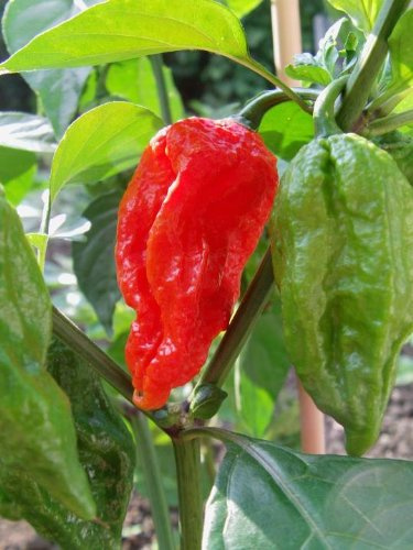 Bhut Jolokia Hottest Chili of the World 100 Samen