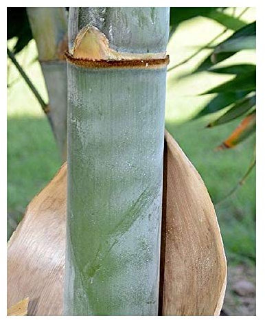 Dendrocalamus birmanicus - bambou géant - 15 graines