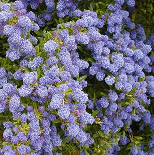 Ceanothus 'Blue Diamond' 15cm Pot Size