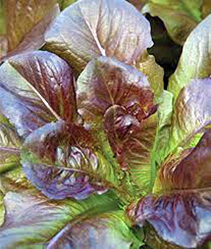 Rouge laitue romaine semences, Heirloom, organique, non ogm, 100 graines, semences jardin