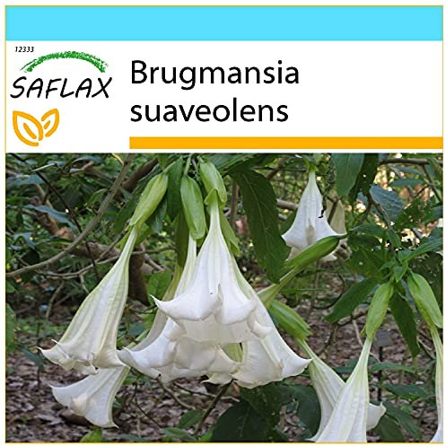 SAFLAX - Set regalo - Trompetas de ángel/Blanca - 10 semillas - Con caja regalo/envío, etiqueta para envío, tarjeta de felicitación y sustrato de cultivo y fertilizante - Brugmansia suaveolens