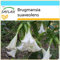 SAFLAX - Set regalo - Trompetas de ángel/Blanca - 10 semillas - Con caja regalo/envío, etiqueta para envío, tarjeta de felicitación y sustrato de cultivo y fertilizante - Brugmansia suaveolens