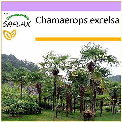 SAFLAX - Palma di Chusan - 10 semi - Chamaerops excelsa