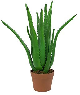 Unbekannt Aloe-Vera-Pflanze 63cm, Kunstpflanze