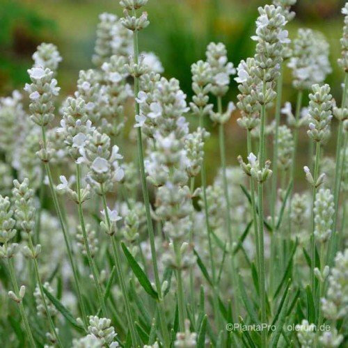 Lavandula angustifolia 'Arctic Snow' – Winterhart, Mehrjährig, Pflegeleicht – Lavendel – Duftpflanze für Beet & Kübel