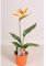 Strelitzia reginae 25cm+/- Paradiesvogelblume