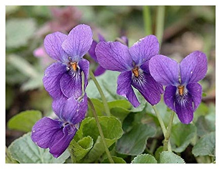 RP Seeds Viola odorata (Sweet Violet) - 25 Seeds