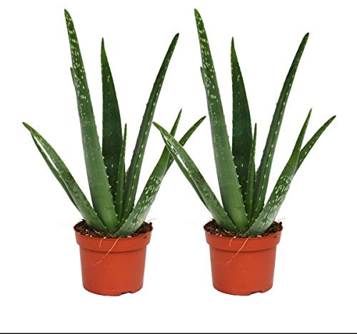 Exotenherz - 2er Set - Aloe vera - ca. 2 Jahre alt - 10,5cm Topf