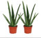 Set of 2 Aloe vera plants - approx. 2 years old - 10,5cm pot