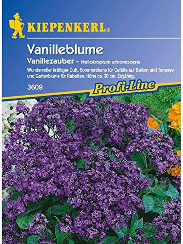 Kiepenkerl Heliotropium arborescens Vanilleblume Vanillezauber Saatgut