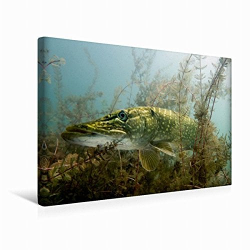 Premium Textil-Leinwand 45 x 30 cm Quer-Format Meister der Tarnung | Wandbild, HD-Bild auf Keilrahmen, Fertigbild auf hochwertigem Vlies, Leinwanddruck von Mario Merkel. Tauchrevier Deutschland