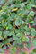 Zwergmispel Cotoneaster dammeri Streibs Findling 15-20 cm im Topfballen 1 VE = 40 Stck.