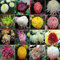 100% echte Blumensamen Chrysantheme Samen vier Jahreszeiten Pflanzensamen für den Heimgarten - 200pcs gemischt Samen