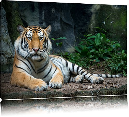 Pixxprint Liegender Tiger, Größe: 80x60cm, Leinwandbild, fertig gespannt, Wandbild, Dekoration, Kunstdruck, kein Poster
