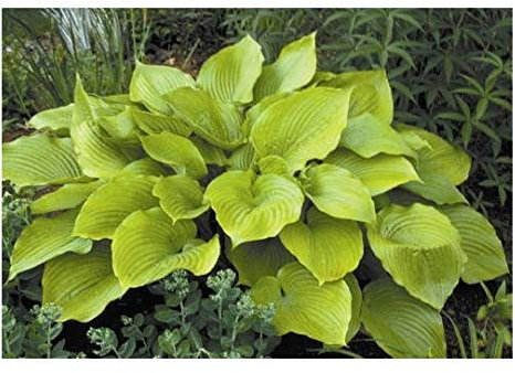 3 Hosta Sum and Substance Plants