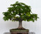 15 Samen Little-Blatt Lindenbaum (Tilia cordata)