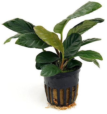 Mühlan Wasserpflanzen 1 Topf Anubia Coffeefolia, Rarität