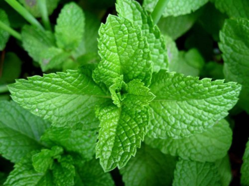 Menta piperita, SEMI ERBE Heirloom, organico, non OGM 100 semi di menta piperita, delizioso