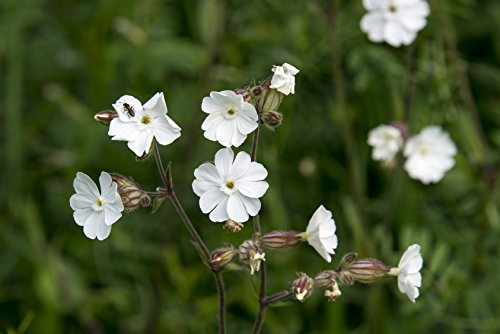 Weiße Lichtnelke Silene latifolia (Silene alba) 500 Samen