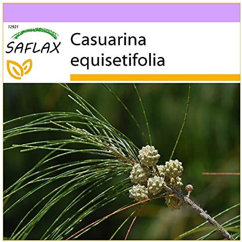 SAFLAX - Pino australiano - 200 semillas - Casuarina equisetifolia